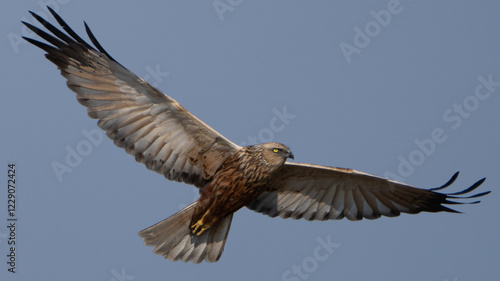 western marsh harrier in flight