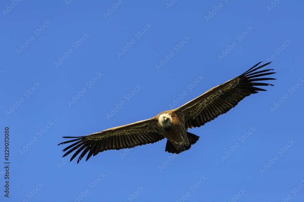 Griffon vulture (Gyps fulvus) in flight, Monfragüe National Park, Extremadura, Spain, Europe Griffon vulture (Gyps fulvus) in flight, Monfragüe National Park, Extremadura, Spain, Europe