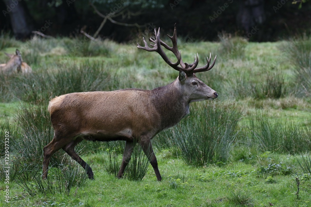 Red deer (Cervus elaphus) at rutting season runs over a meadow, Schleswig-Holstein, Germany, Europe Red deer (Cervus elaphus) at rutting season runs over a meadow, Schleswig-Holstein, Germany, Europe