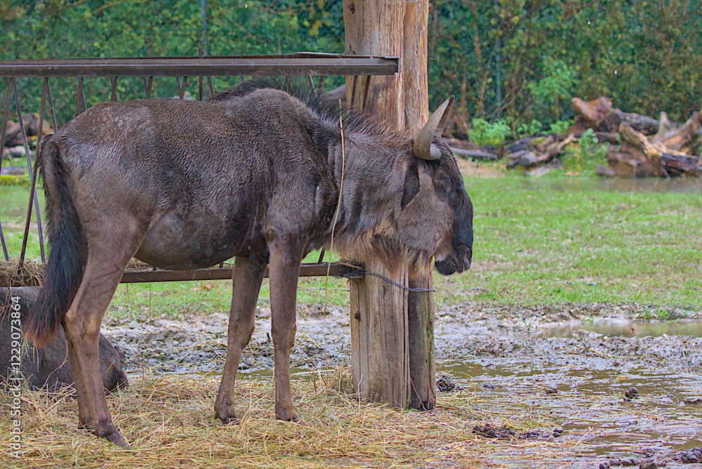 Fototapeta premium A wet wildebeest stands near a wooden pole, its fur darkened by the rain. The ground is covered in mud with scattered straw reflecting the humid atmosphere. Lush green trees form the backdrop.