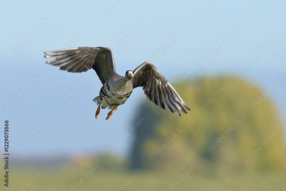 Obraz premium Flying Greater white-fronted goose (Anser albifrons), Xanten, Lower Rhine, North Rhine-Westphalia, Germany, Europe