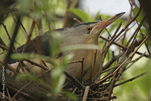 Little Bittern (Ixobrychus minutus), Alpine Zoo Innsbruck, Austria, Europe photo