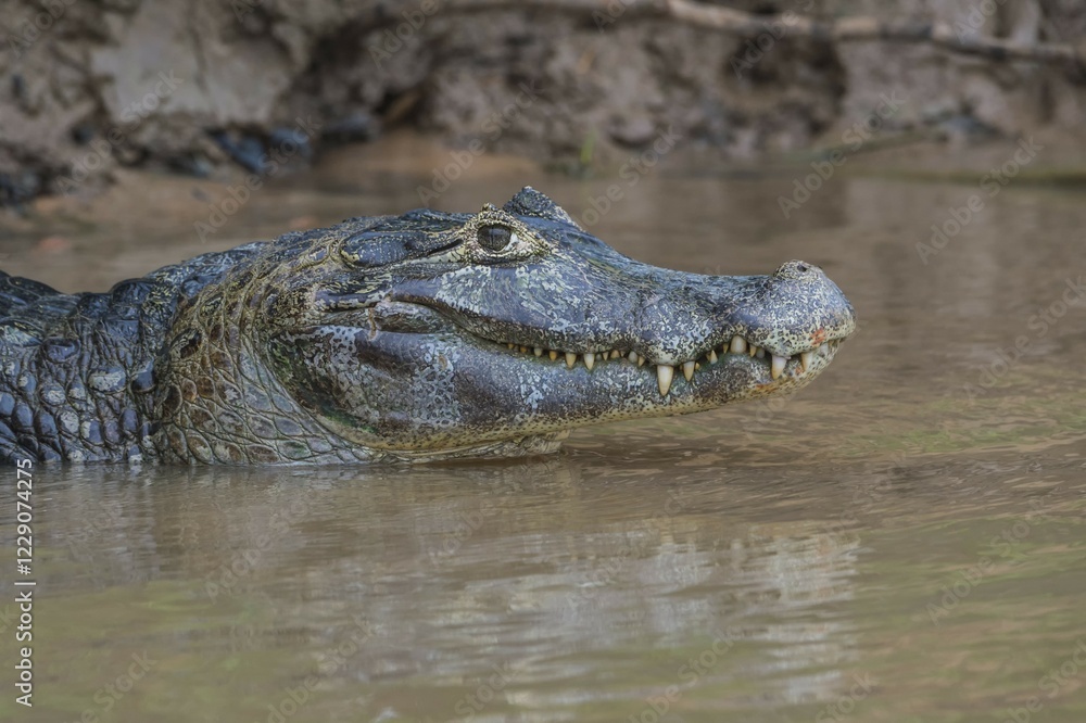 Yacare Caiman (Caiman yacare) in the water, portrait, Cuiaba river, Pantanal, Brazil, South America Yacare Caiman (Caiman yacare) in the water, portrait, Cuiaba river, Pantanal, Brazil, South America