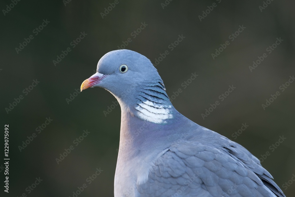 Fototapeta premium Wood Pigeon (Columba palumbus), Emsland, Lower Saxony, Germany, Europe