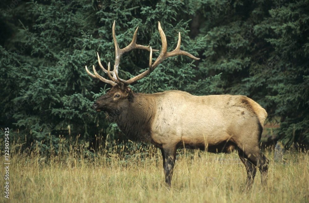 Obraz premium Elk (Cervus canadensis), bull, Jasper National Park, Alberta, Canada, North America