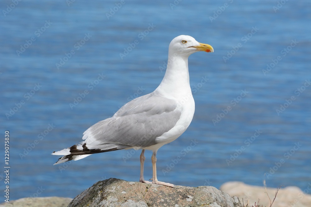 European herring gull (Larus argentatus) in front of blue water, Bornholm, Denmark, Europe European herring gull (Larus argentatus) in front of blue water, Bornholm, Denmark, Europe