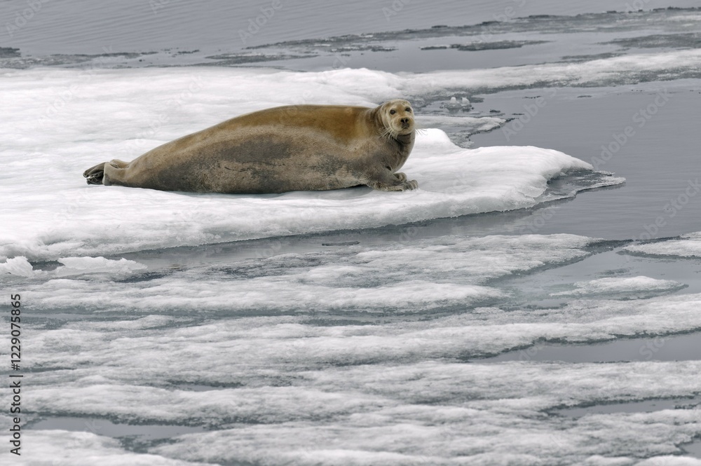 Fototapeta premium Bearded Seal (Erignathus barbatus) laying on pack ice, Spitsbergen Island, Svalbard Archipelago, Norway, Europe