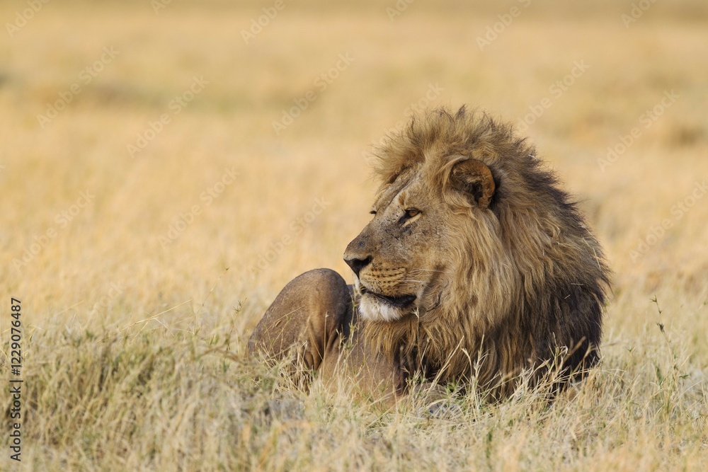 Fototapeta premium Lion (Panthera leo), resting male at dawn, Savuti, Chobe National Park, Botswana, Africa