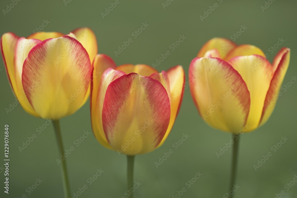Fototapeta premium Three tulip (Tulipa hybrids) flowers, hybrid, Lower Saxony, Germany, Europe