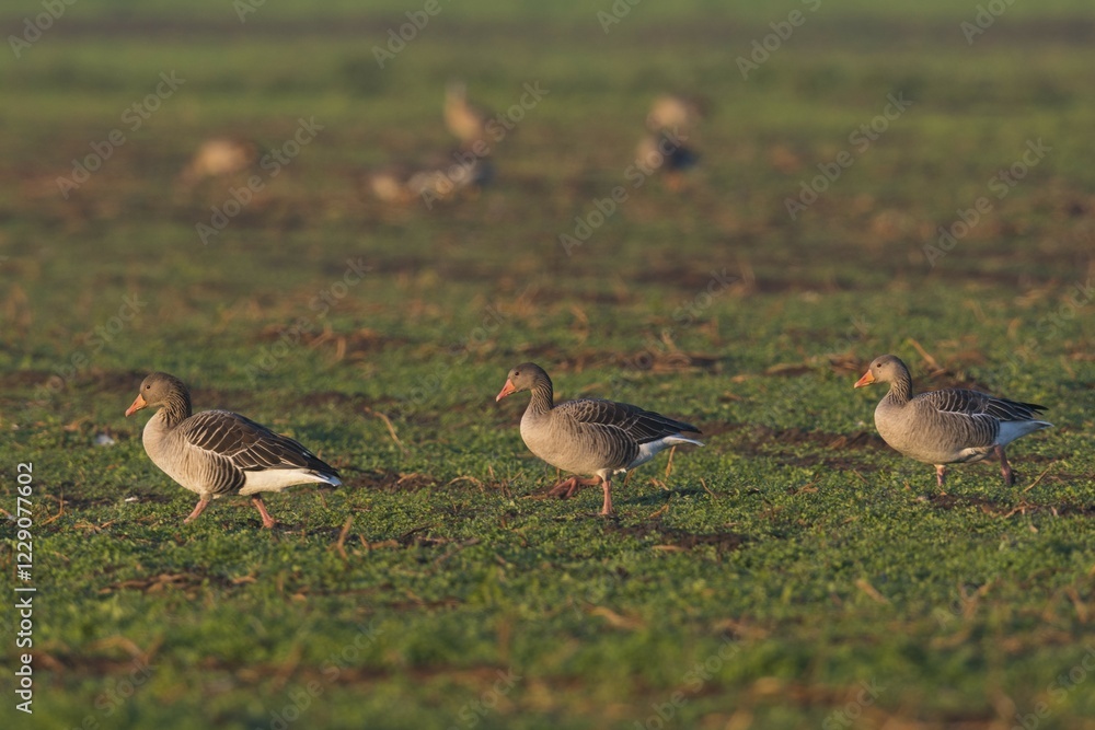 Greylag geese (Anser anser) on a harvested field, Emsland, Lower Saxony, Germany, Europe Greylag geese (Anser anser) on a harvested field, Emsland, Lower Saxony, Germany, Europe