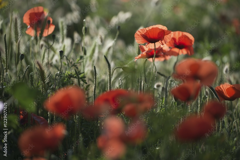 Fototapeta premium Corn poppy (Papaver rhoeas) and grasses against light, Bonifacio, Corsica, France, Europe