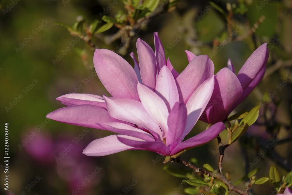 Mulan magnolia (Magnolia liliiflora), flowering, Austria, Europe Mulan magnolia (Magnolia liliiflora), flowering, Austria, Europe