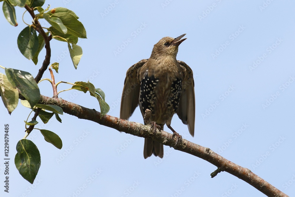 European Starling (Sturnus vulgaris), young bird sits singing in pear tree, island Usedom, Mecklenburg-Western Pomerania, Germany, Europe European Starling (Sturnus vulgaris), young bird sits singing in pear tree, island Usedom, Mecklenburg-Western Pomerania, Germany, Europe