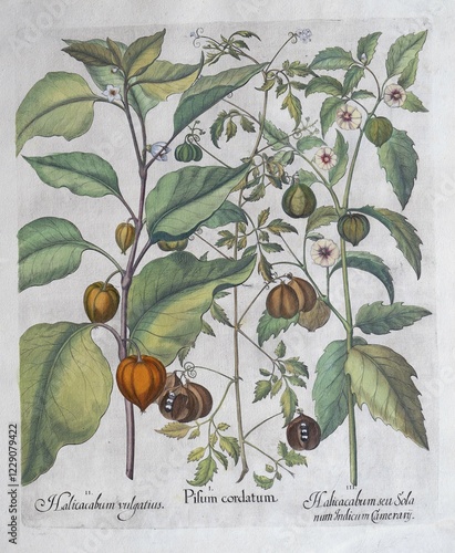 Bladder cherry or lampion flower (Physalis Alkekengi), balloon plant or heart seed (Cardiospermum Halicacabum), bladder cherry, Cape gooseberry or lampion flower (Physalis Spec.), hand-coloured copperplate engraving by Basilius Besler, from Hortus Eystettensis, 1613 photo