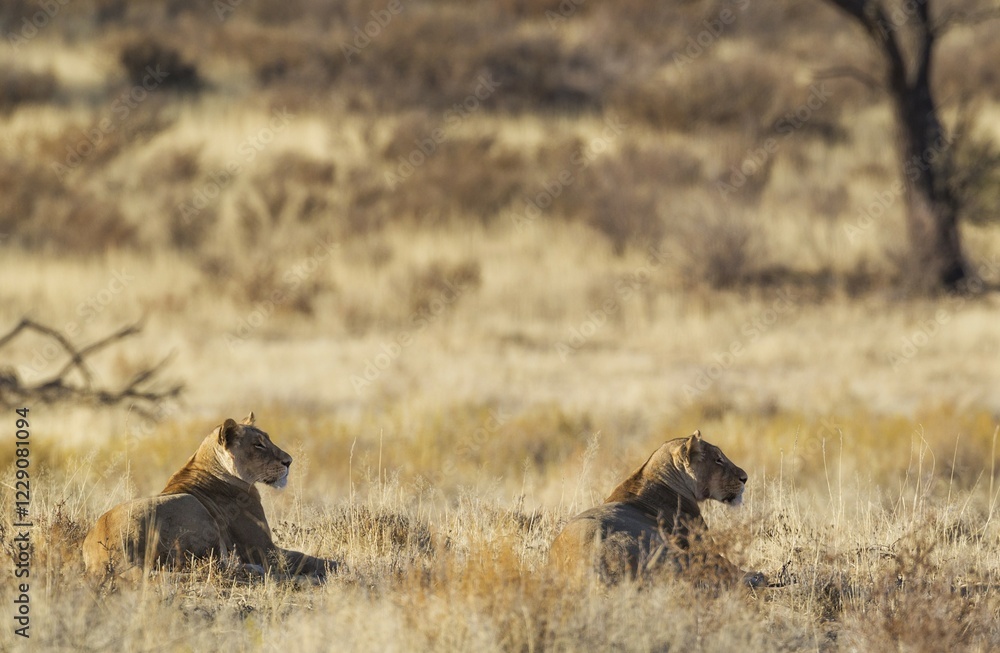 Naklejka premium Lions (Panthera leo), two females observing their surroundinmgs, lying in grass, Kalahari Desert, Kgalagadi Transfrontier Park, South Africa, Africa