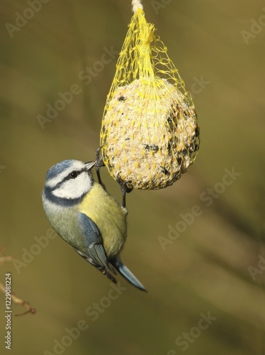 Blue tit (Parus caeruleus) on bird fat ball, winter feeding, Bavaria, Germany, Europe photo