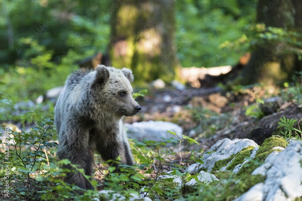 Obraz premium European Brown bear (Ursus arctos), young animal in the forest, Notranjska Region, Slovenia, Europe