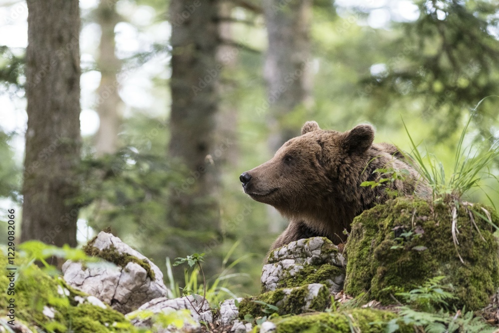 Obraz premium European Brown bear (Ursus arctos), in the forest, Notranjska region, Slovenia, Europe