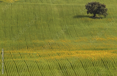 Sunflowers (Helianthus annuus), field with solitary holm oak (Quercus ilex), cultivations near Arcos de la Frontera, Cadiz province, Andalusia, Spain, Europe photo