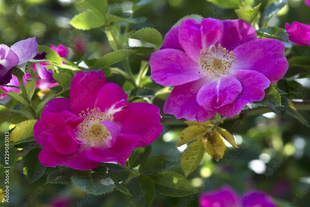 Flowering wild rose (Rosa), Bavaria, Germany, Europe Flowering wild rose (Rosa), Bavaria, Germany, Europe