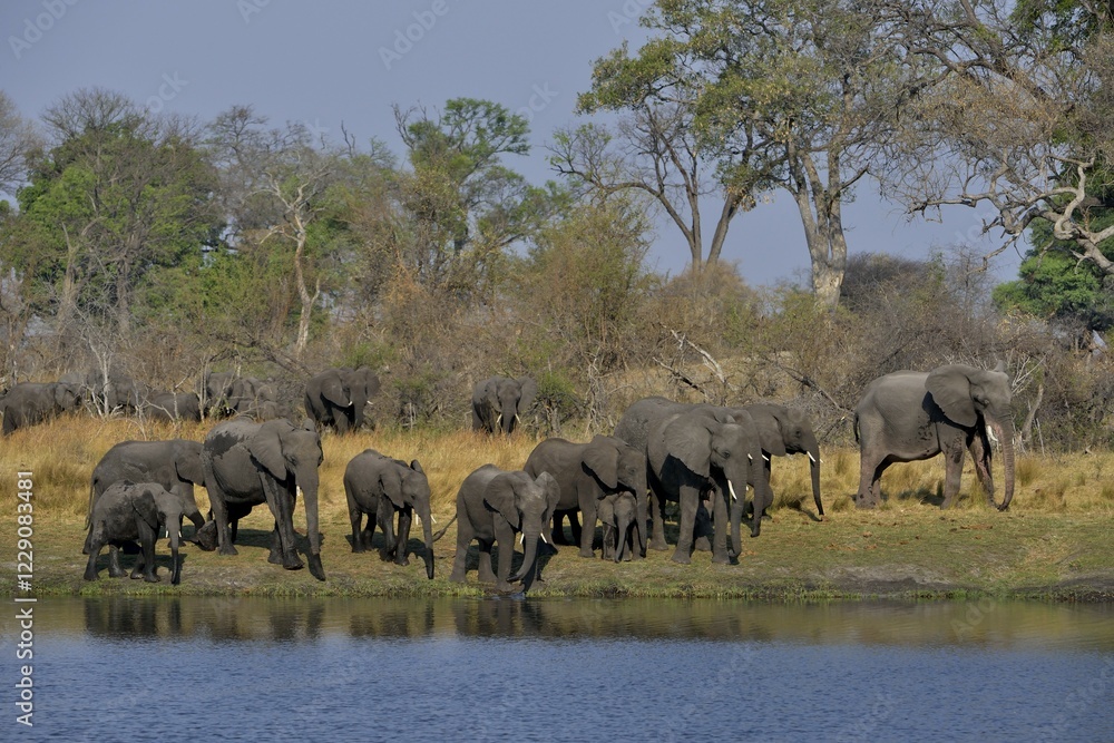 Fototapeta premium Elephant (Loxodonta africana) herd on the Cuando River, Bwabwata National Park, Zambezi Region, Caprivi Strip, Namibia, Africa
