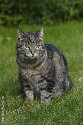 Lykoi (Felis silvestris catus) sitting in meadow, Schleswig-Holstein, Germany, Europe photo