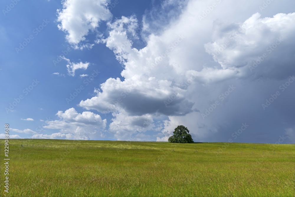 Meadow, tree and cloudy sky, Bavaria, Germany, Europe Meadow, tree and cloudy sky, Bavaria, Germany, Europe