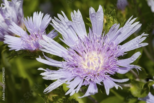 Stokes' Aster (Stokesia laevis) photo