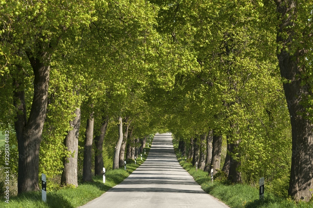 Largeleaf linden (Tilia platyphyllos) avenue, country road, Mecklenburg-Western Pomerania, Germany, Europe Largeleaf linden (Tilia platyphyllos) avenue, country road, Mecklenburg-Western Pomerania, Germany, Europe