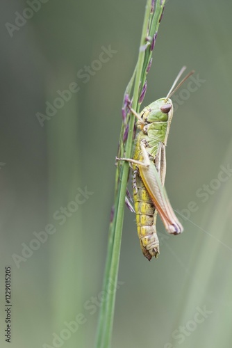 Meadow grasshopper (Chorthippus parallelus) on a blade of grass, Emsland, Lower Saxony, Germany, Europe