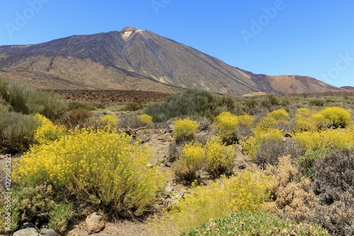 Volcano Pico del Teide, flixweed (Descurainia bourgaeana) in bloom, Las Cañadas del Teide National Park, Tenerife, Canary Islands, Spain, Europe photo