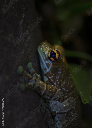 Mission golden-eyed tree frog (Phrynohyas resinifictrix) captive photo