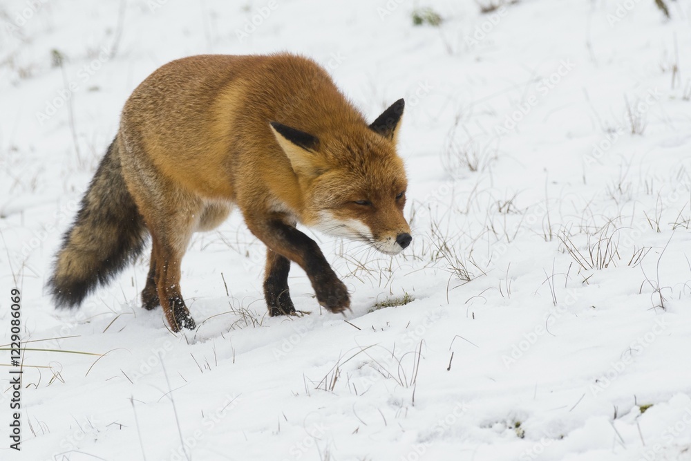 Red fox (Vulpes vulpes) runs in the snow, North Holland, Netherlands Red fox (Vulpes vulpes) runs in the snow, North Holland, Netherlands