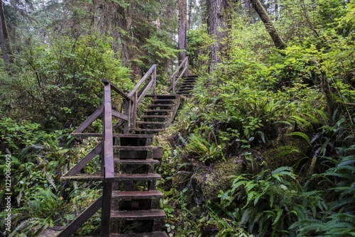 Bilde på lerret Stairs on Rainforest Trail, Pacific Rim National Park, Vancouver Island, British