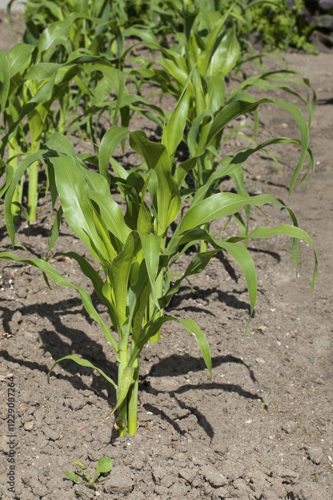 Maize (Zea mays) stalks Maize (Zea mays) stalks