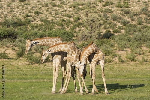 Photography Three Southern Giraffes (Giraffa giraffa), fighting males, rainy season with gre
