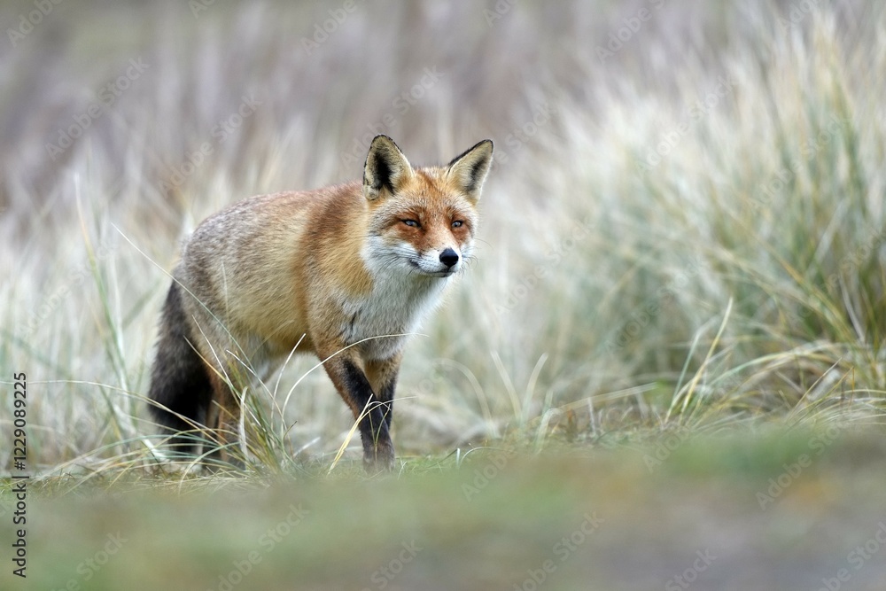 Naklejka premium Red fox (Vulpes vulpes), Waterleidingduinen, North Holland, Netherlands