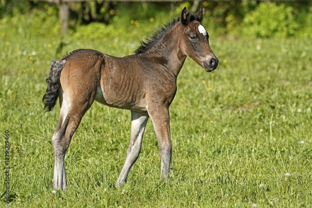 Domestic horse, brown foal on the pasture, Germany, Europe Domestic horse, brown foal on the pasture, Germany, Europe