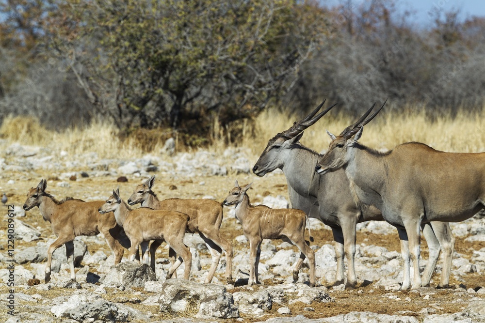 Naklejka premium Eland (Taurotragus oryx), female on the right, male and four calves, on their way to a waterhole, Etosha National Park, Namibia, Africa