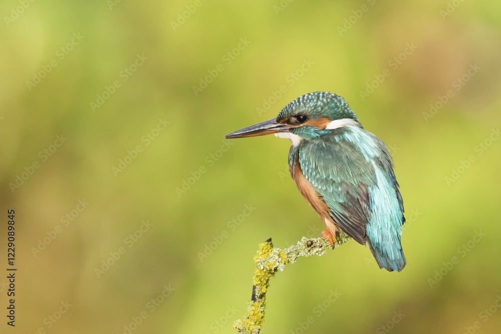 Female Kingfisher (Alcedo atthis) perched, Hesse, Germany, Europe Female Kingfisher (Alcedo atthis) perched, Hesse, Germany, Europe