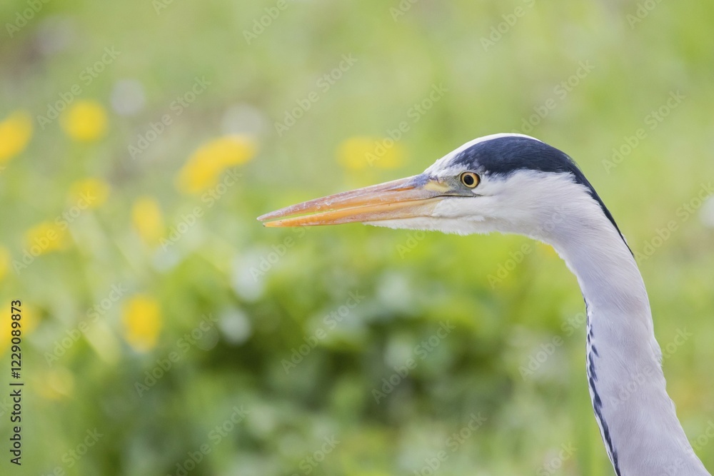 Grey Heron (Ardea cinerea), Portrait, Hesse, Germany, Europe Grey Heron (Ardea cinerea), Portrait, Hesse, Germany, Europe