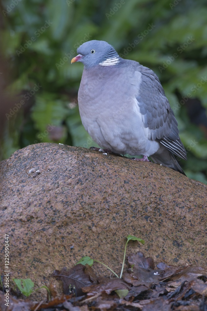 Fototapeta premium Wood Pigeon (Columba palumbus), Emsland, Lower Saxony, Germany, Europe