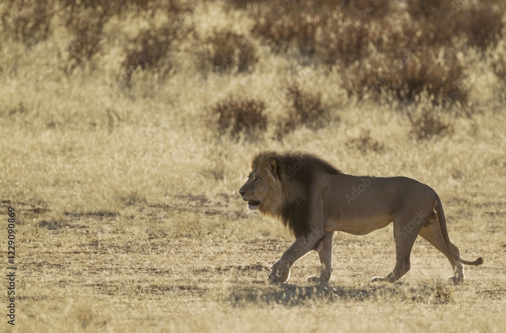 Fototapeta premium Kalahari-Lion (Panthera leo vernayi), black-maned male, roaming in the dry Auob riverbed, Kalahari Desert, Kgalagadi Transfrontier Park, South Africa, Africa