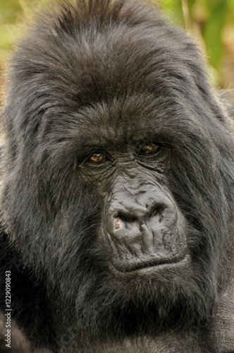 Mountain Gorilla (Gorilla beringei beringei) from the Hirwa group at the foot of the Gahinga Volcano, Parc National des Volcans, Volcanoes National Park, Rwanda, Africa photo