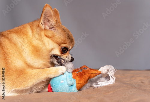 Side view of a red chihuahua dog, which is gnawing on a soft toy for dogs and pulling out a synthetic filler from the toy with its teeth, it is dangerous by suffocation and ingestion of a foreign body