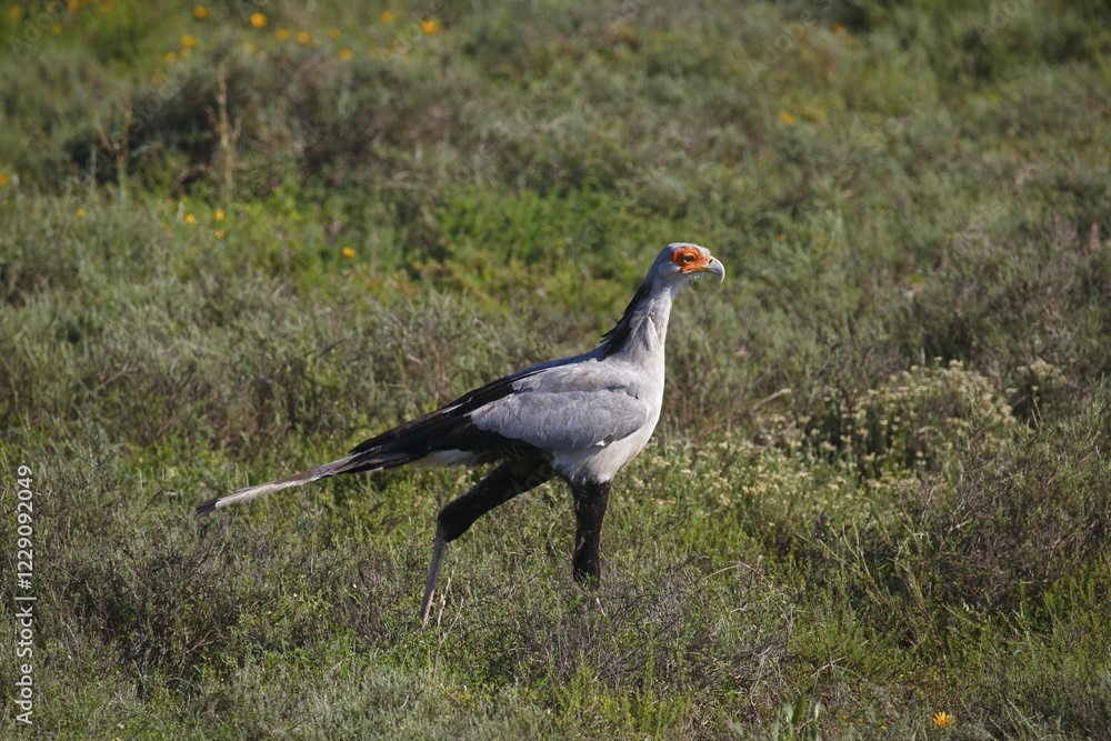 Obraz premium Secretarybird (Sagittarius serpentarius), Eastern Cape, South Africa, Africa