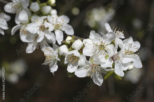 Foto Wild or sweet cherry (Prunus avium) flowers, Lower Austria, Austria, Europe
