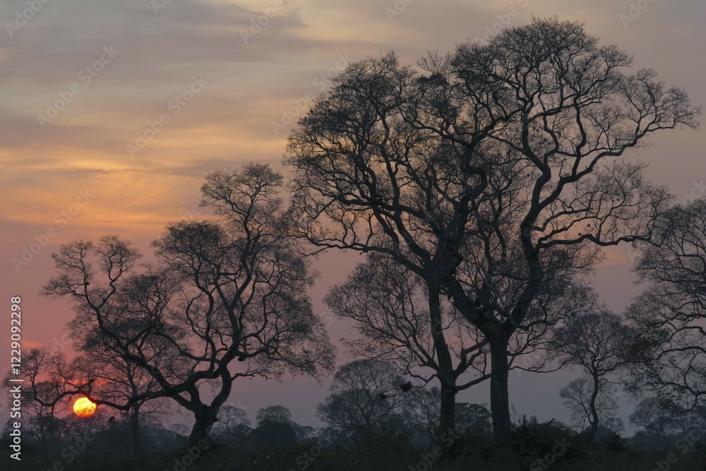 Sunrise over the Pantanal, Mato Grosso State, Brazil, South America Sunrise over the Pantanal, Mato Grosso State, Brazil, South America