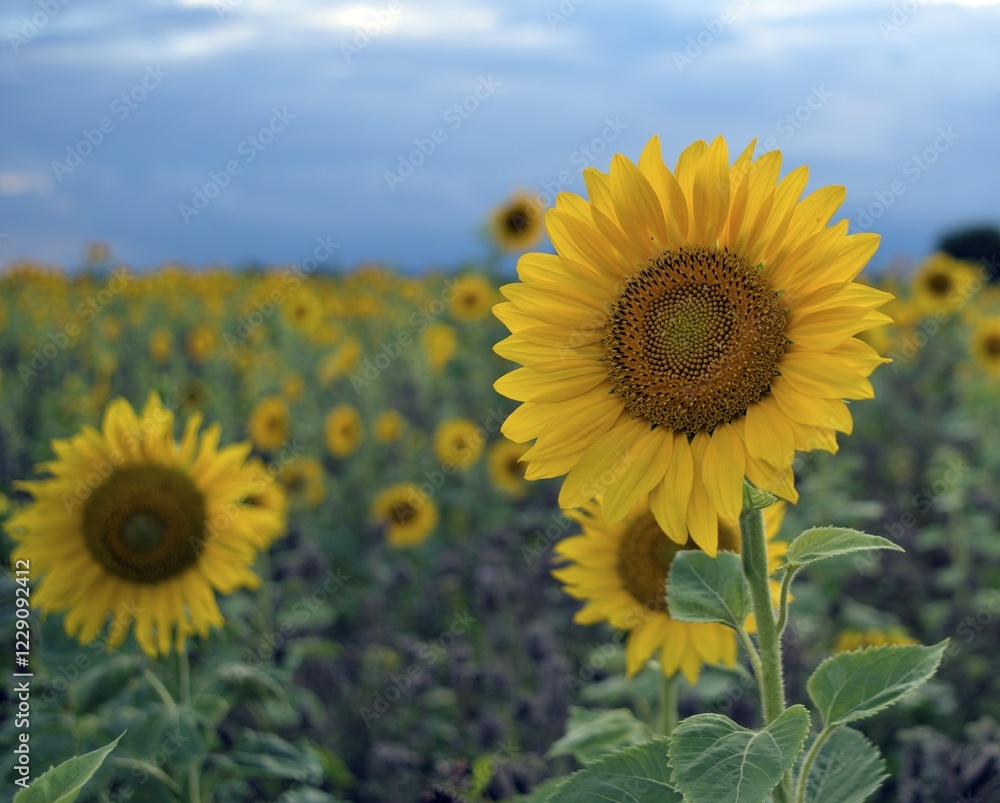 Fototapeta premium Sunflower (Helianthus), sunflower field, North Rhine-Westphalia, Germany, Europe