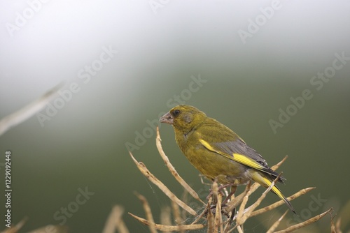 Greenfinch (Chloris chloris), Allgaeu, Bavaria, Germany, Europe photo